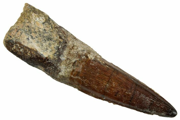Fossil Spinosaurus Tooth - Real Dinosaur Tooth #257456